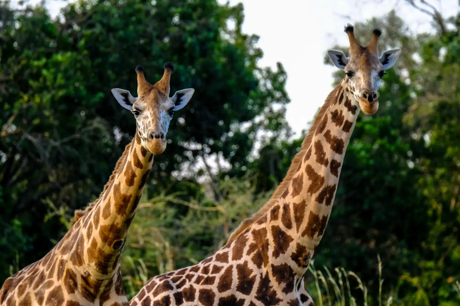 closeup-two-giraffe-near-each-other