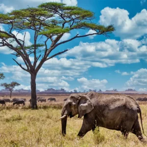 elephant in african forest