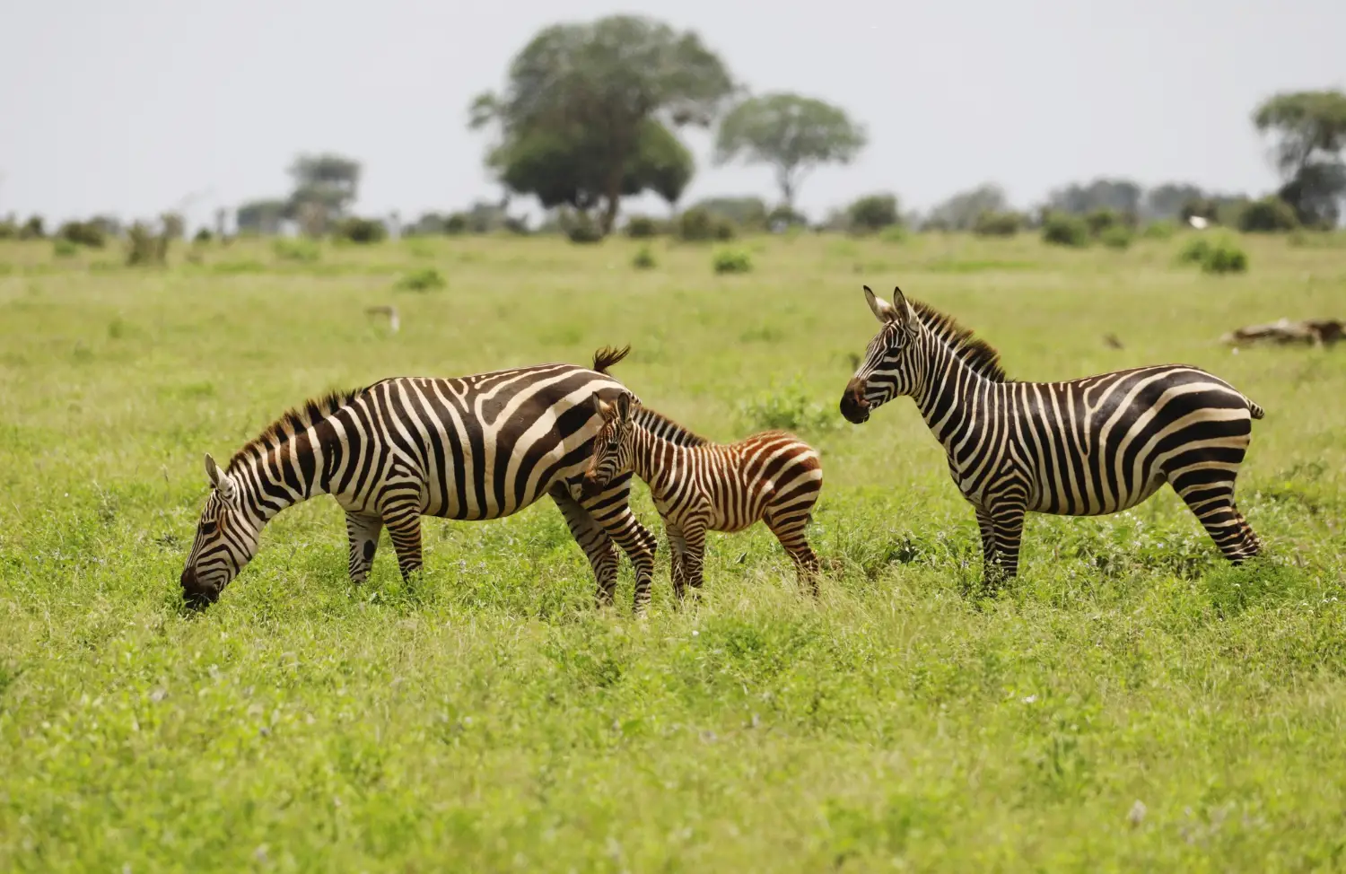 group-zebras-grazing-tsavo-east-national-park-kenya-africa