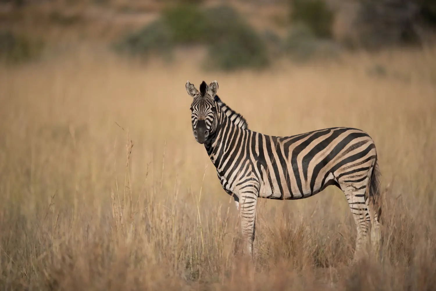 zebra in open land